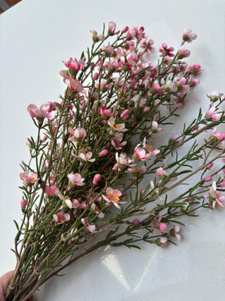 Pink Waxflower