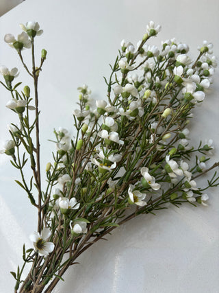White Waxflower