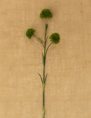 Green Dianthus 60cm
