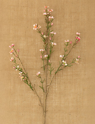 Pink Waxflower