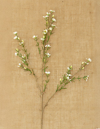 White Sweet Pea